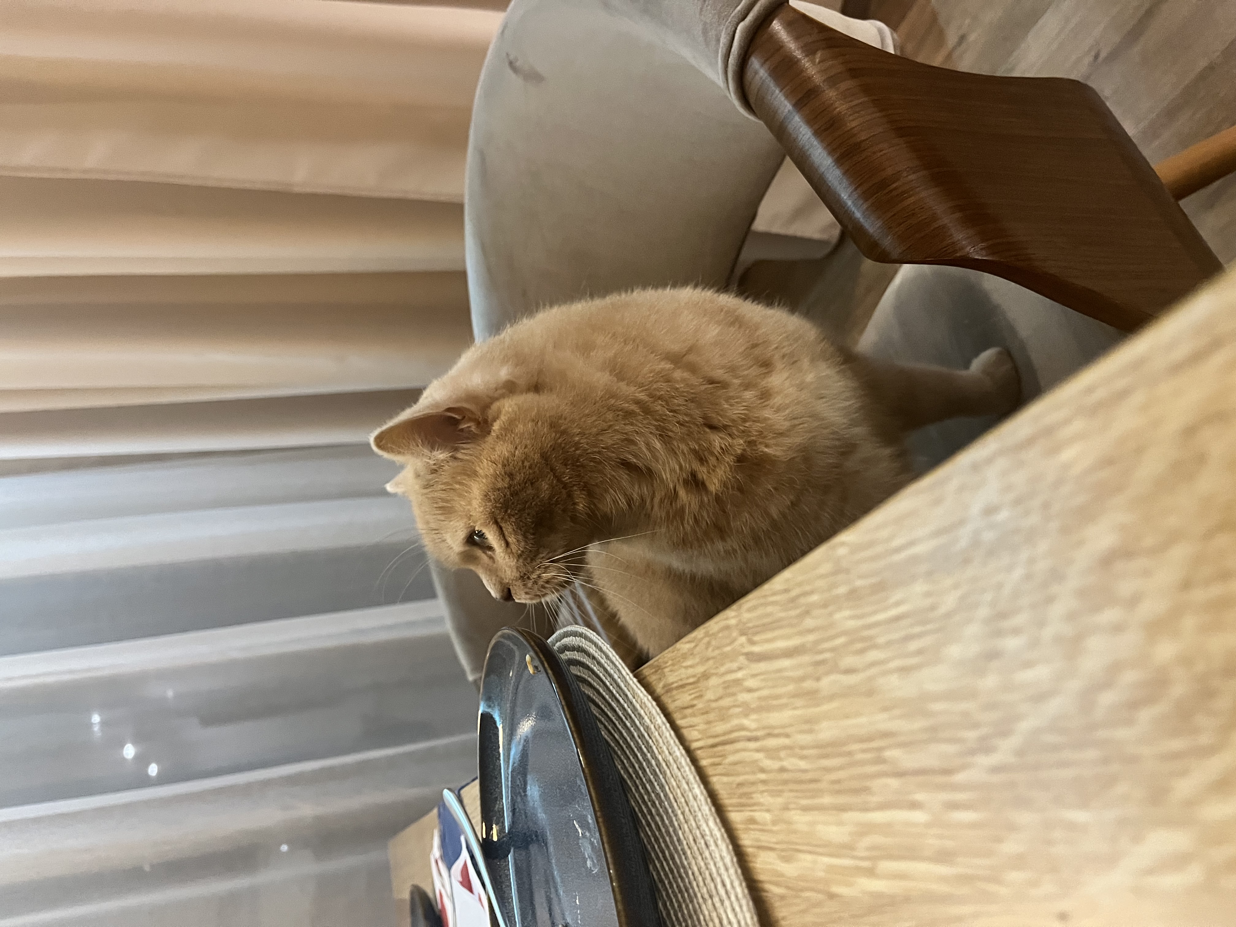IMG_8344.jpeg