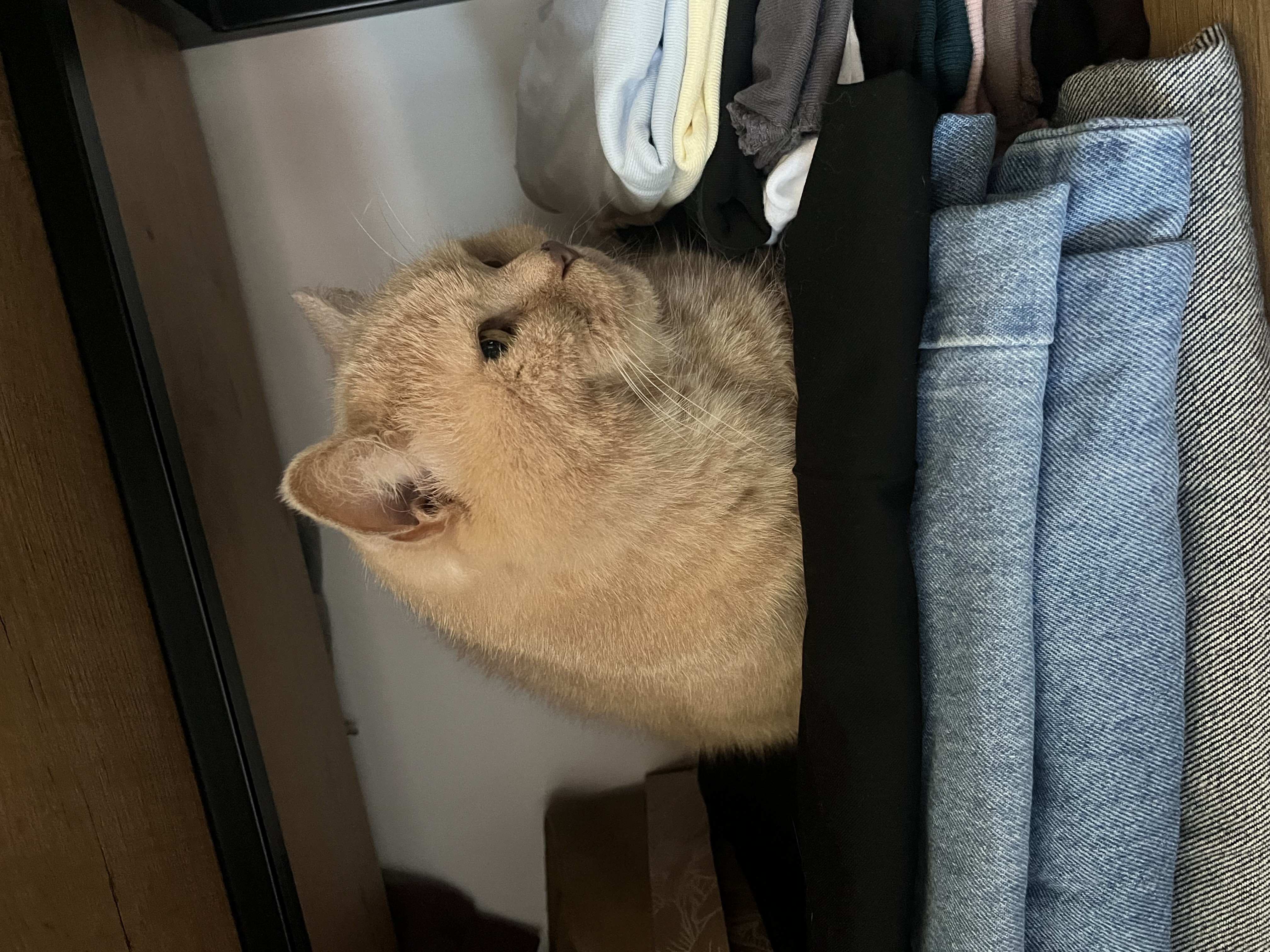 IMG_8762.jpeg