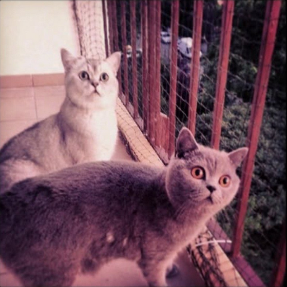 balkon.png