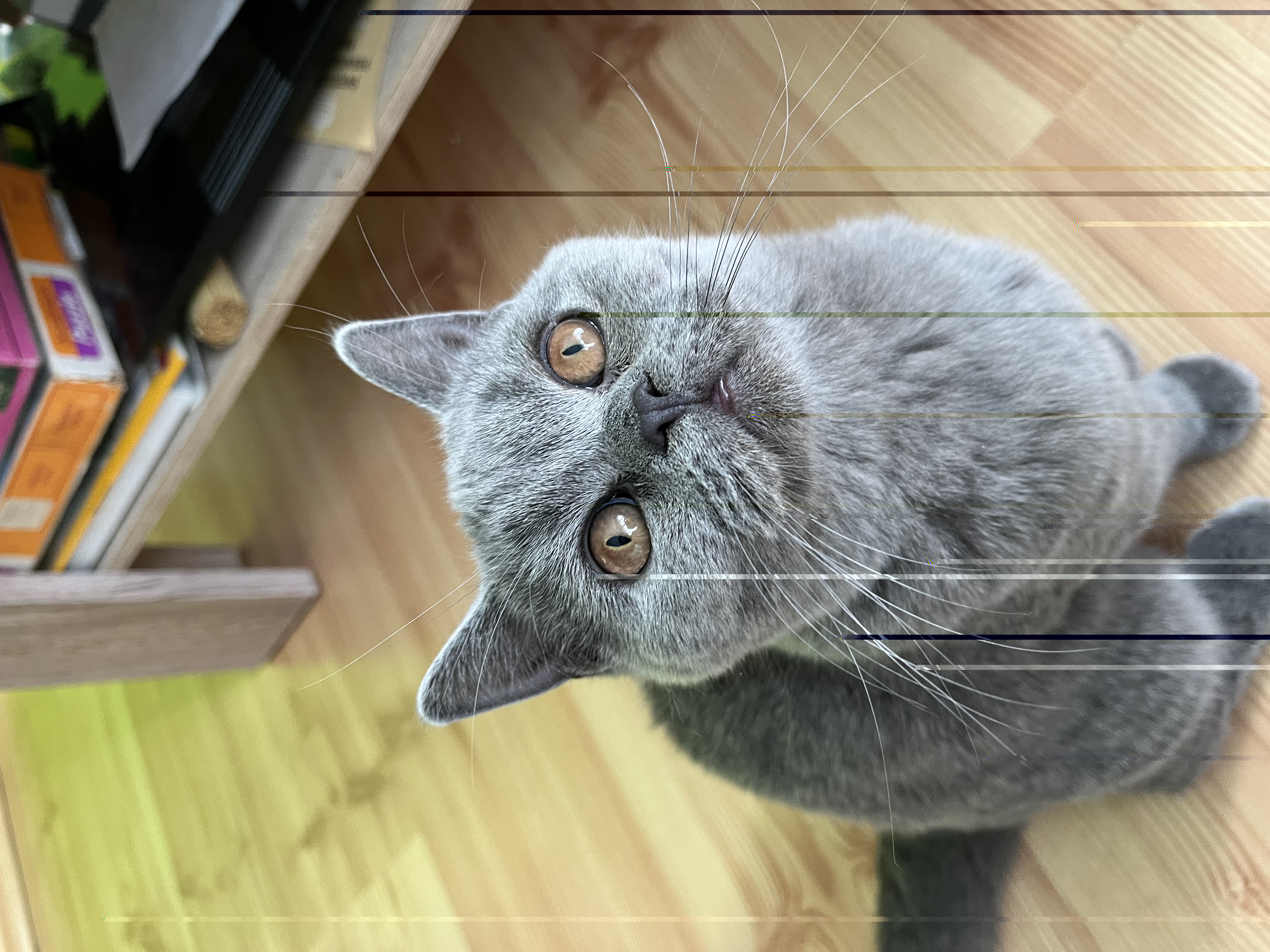 4836AC49-55BF-4AEA-AEB9-D5383A4CA8BE.jpeg