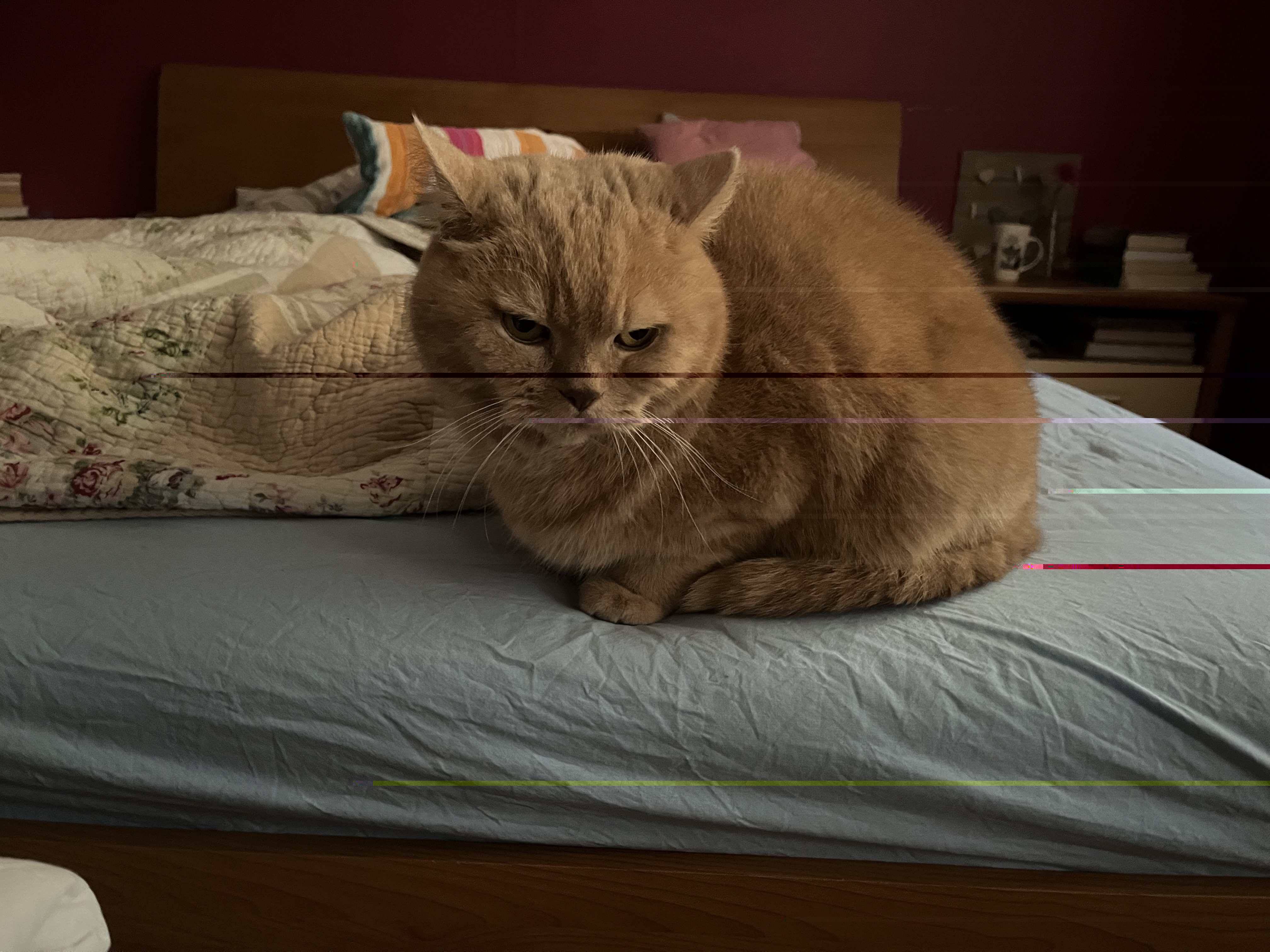 IMG_4165.jpeg
